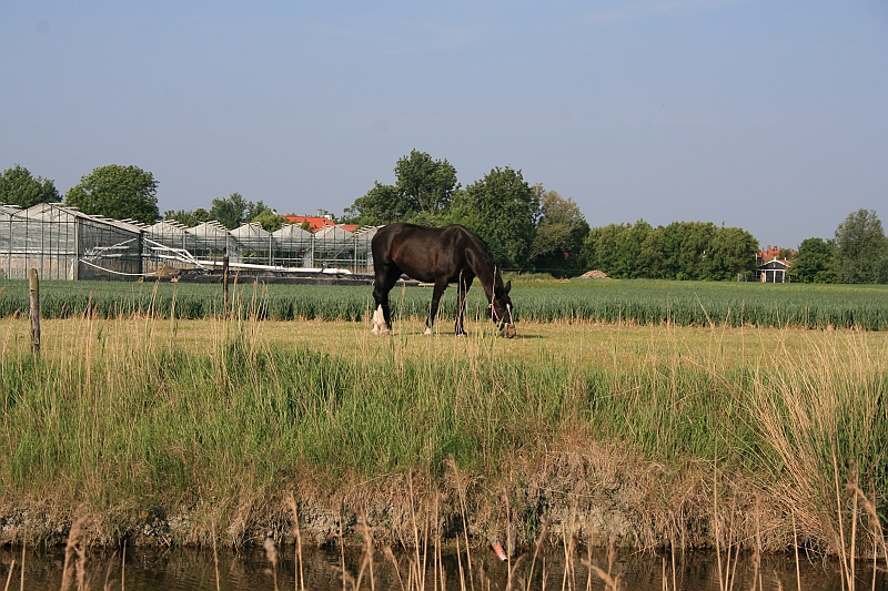 Bad Kissingen 2008 814